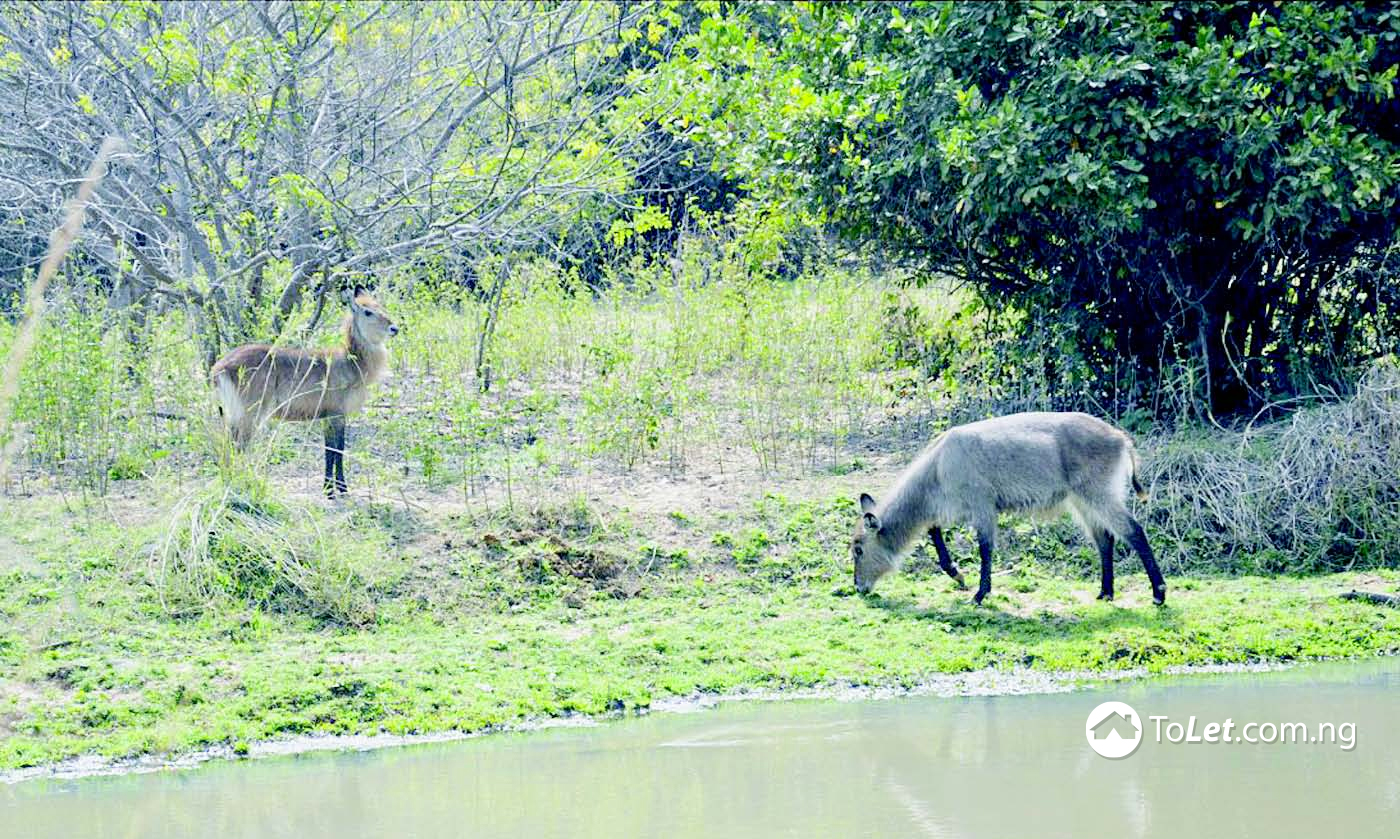 √ 7 National Parks In Nigeria